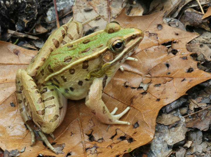 Leopard Frog